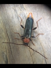 Phymatodes testaceus