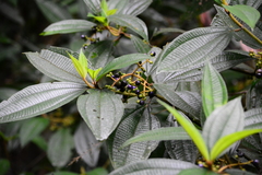Miconia dasytricha