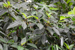 Miconia dasytricha
