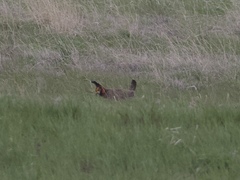 Tympanuchus pallidicinctus