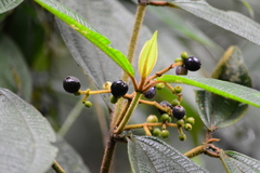 Miconia dasytricha