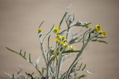 Baileya pauciradiata