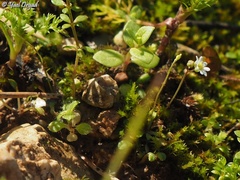 Draba minima