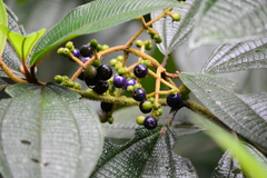 Miconia dasytricha