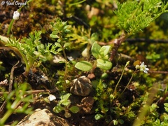 Draba minima
