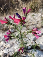 Echium creticum