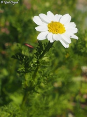Anthemis pseudocotula