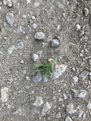 Neobarrettia spinosa