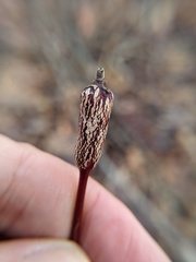 Neolasioptera cornicola