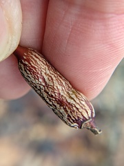 Neolasioptera cornicola