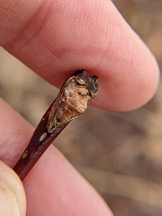 Neolasioptera cornicola