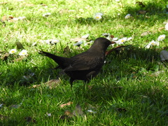 Turdus merula