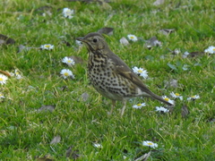 Turdus philomelos