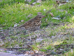 Turdus philomelos