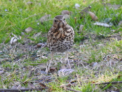 Turdus philomelos