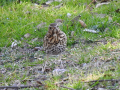 Turdus philomelos