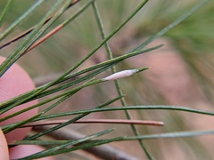 Chionaspis pinifoliae
