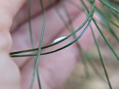 Chionaspis pinifoliae