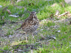 Turdus philomelos