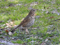 Turdus philomelos