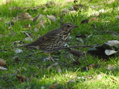 Turdus philomelos