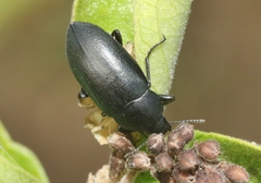 Phegoneus julichi