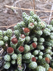 Helichrysum coralloides