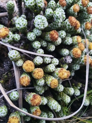 Helichrysum coralloides