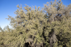 Condalia globosa pubescens