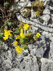 Draba aizoides