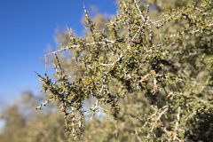 Condalia globosa pubescens