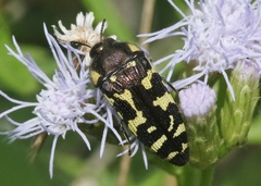 Acmaeodera macra