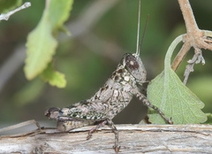 Phaulotettix