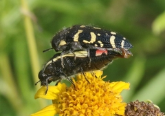Acmaeodera macra