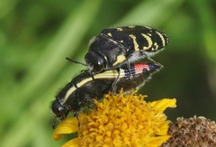 Acmaeodera macra
