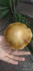 Gymnopilus