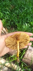 Gymnopilus