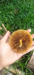 Gymnopilus