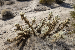 Cylindropuntia chuckwallensis