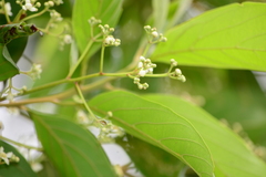 Nectandra membranacea