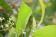 Nectandra membranacea
