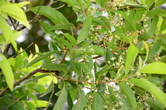 Nectandra membranacea