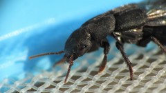 Platydracus scabrosus