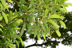 Nectandra membranacea