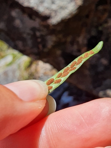 Image of Notogrammitis patagonica by (c) Danielle Munster, some rights reserved (CC BY)