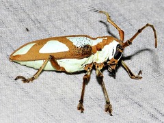 Prosopocera lactator