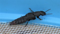 Platydracus scabrosus