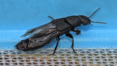 Platydracus scabrosus