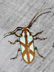 Prosopocera lactator