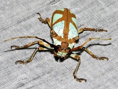 Prosopocera lactator